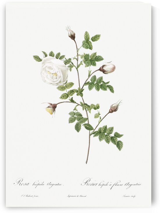 Hispid rose in bloom by IStockHistory com