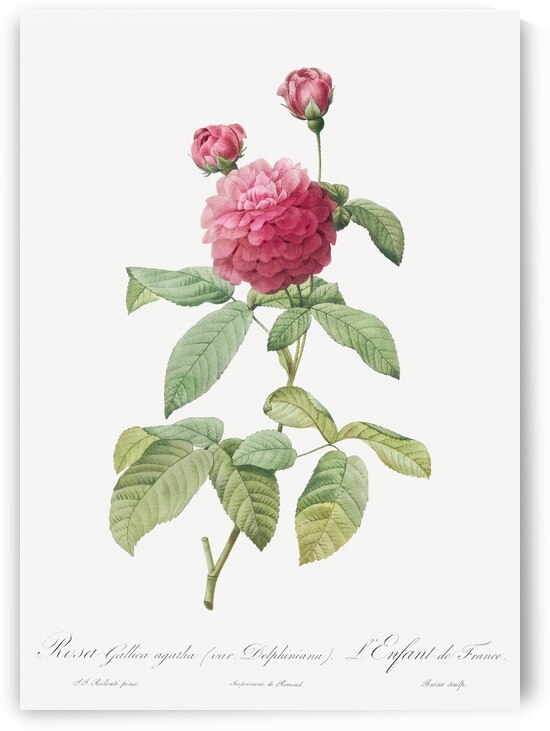 Agatha rose in bloom by IStockHistory com