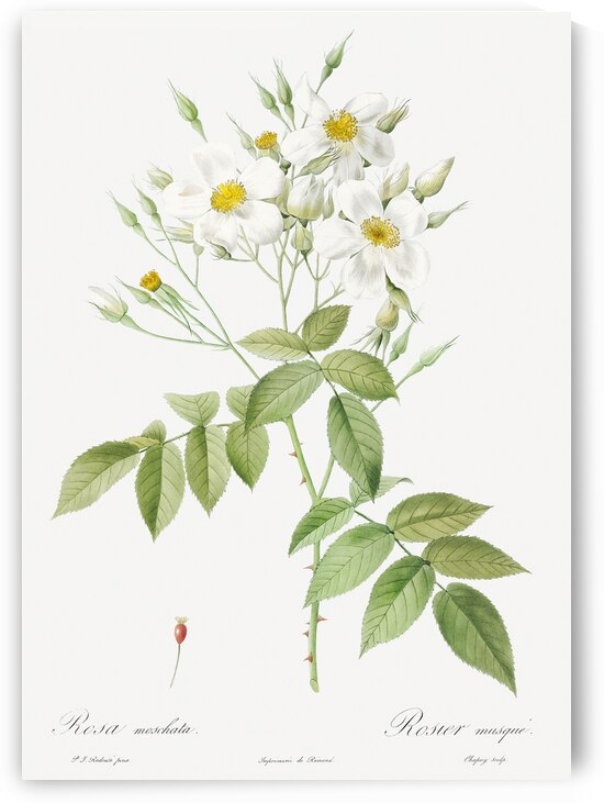 Vintage musk rose by IStockHistory com