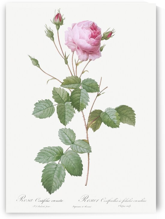 Pink provence rose by IStockHistory com