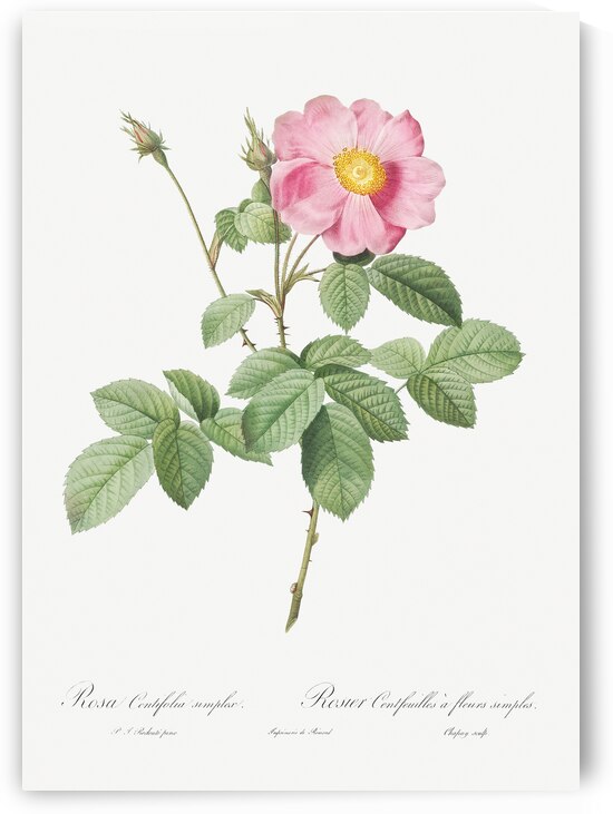 Vintage cabbage rose poster by IStockHistory com