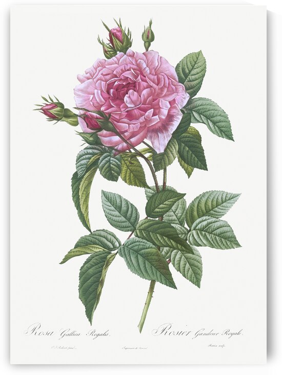 Vintage cabbage rose poster by IStockHistory com