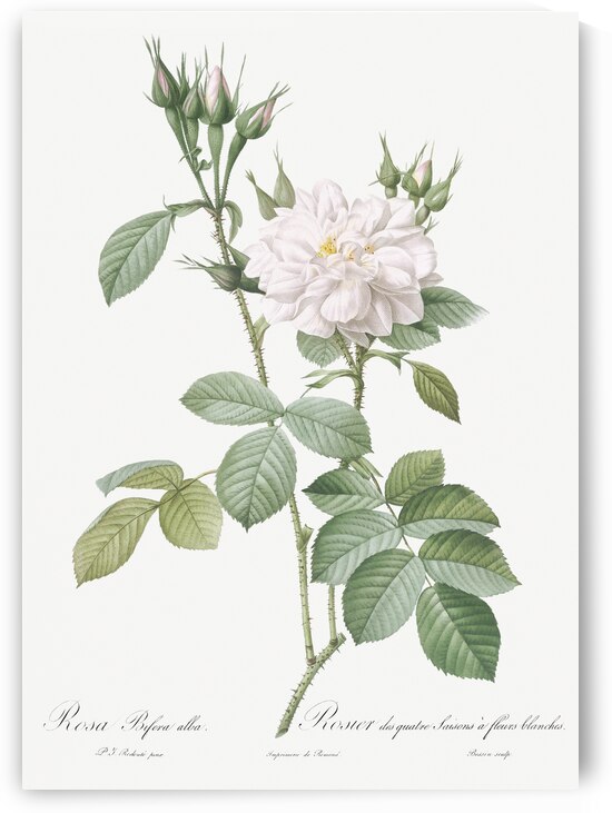 Blooming autumn damask rose by IStockHistory com