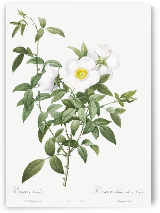 Blooming white roses by IStockHistory com