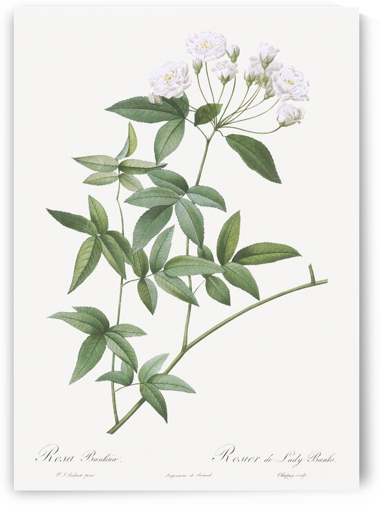 Vintage Lady Banks rose by IStockHistory com