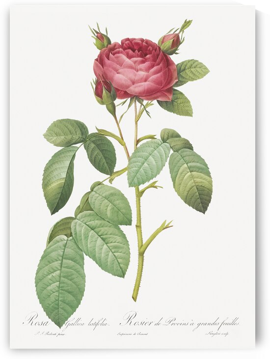 Red gallic rose by IStockHistory com