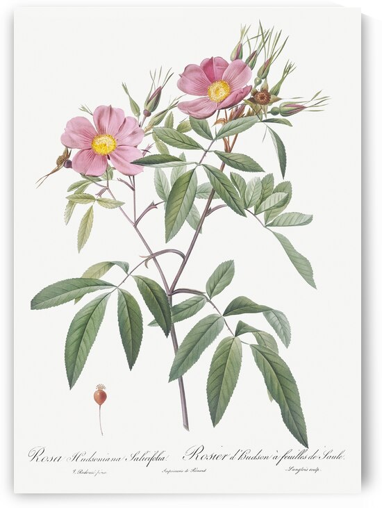 Pink swamp roses by IStockHistory com