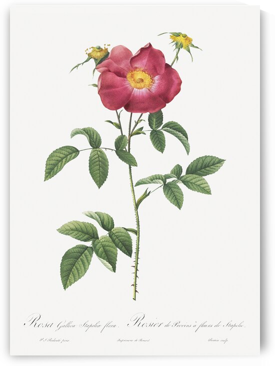 Stapelia rose in bloom by IStockHistory com