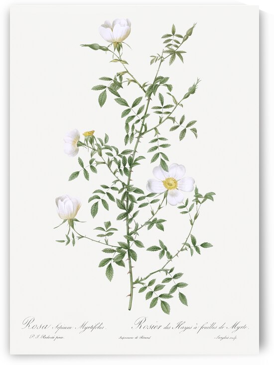 Vintage hedge rose by IStockHistory com