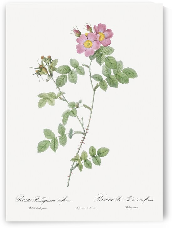 Pink sweetbriar roses by IStockHistory com