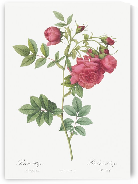 Yellow sweetbriar rose by IStockHistory com