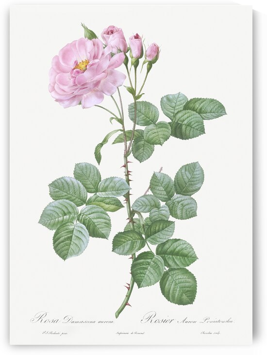 White climbing rose by IStockHistory com