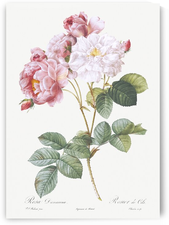Pink damskus rose by IStockHistory com