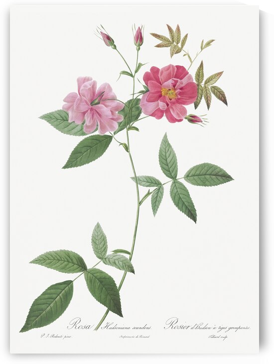 Blooming hudson rose by IStockHistory com