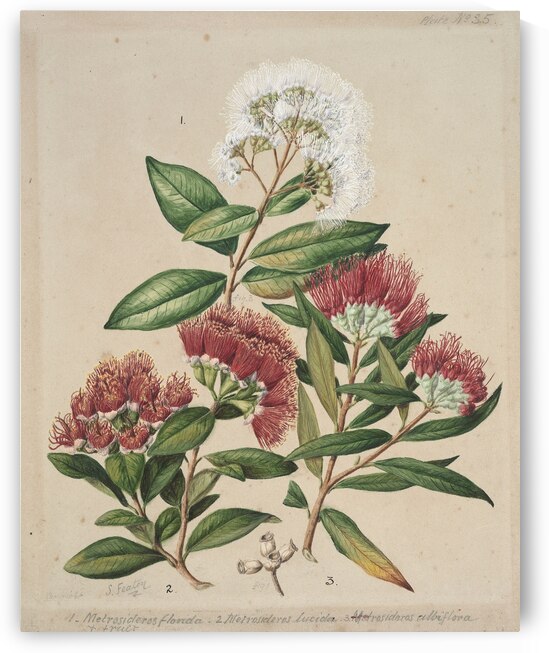 Sarah Featon 015 by IStockHistory com