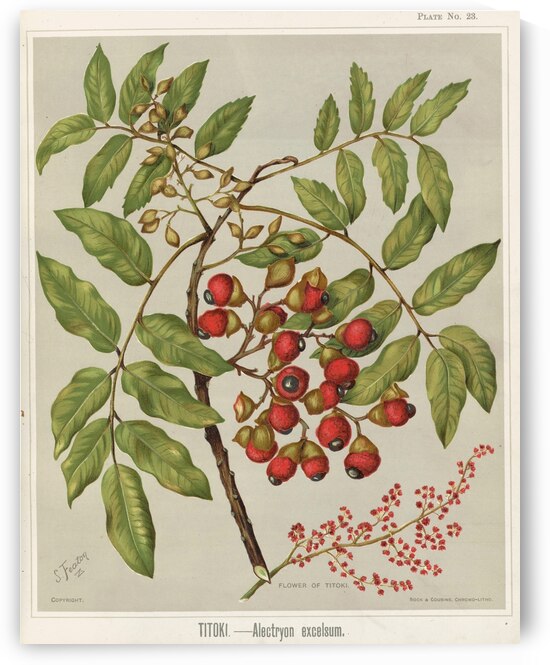 Sarah Featon 034 by IStockHistory com