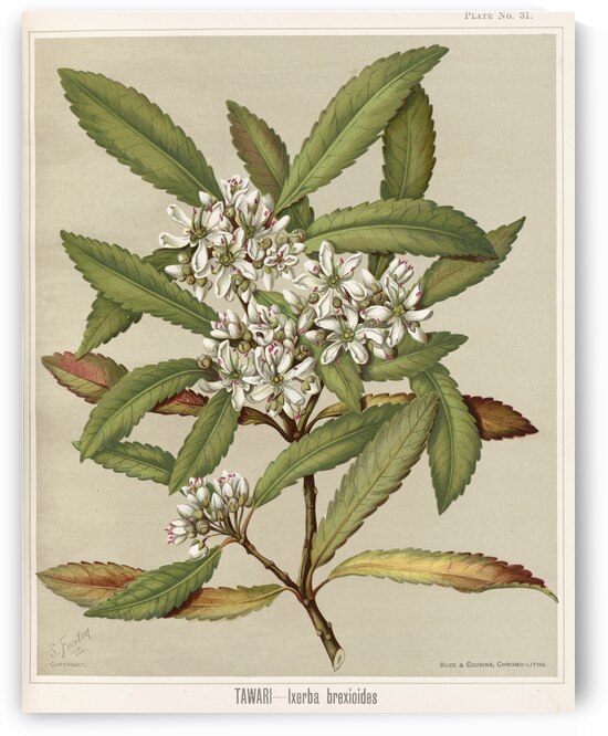 Sarah Featon 031 by IStockHistory com