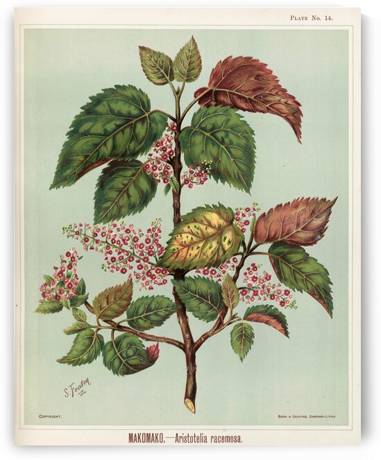 Sarah Featon 025 by IStockHistory com