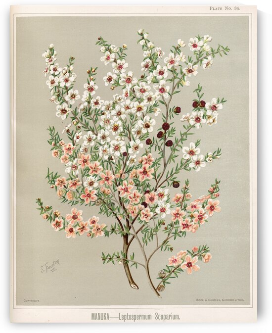 Sarah Featon 026 by IStockHistory com