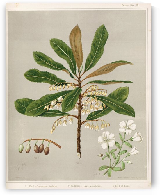 Sarah Featon 009 by IStockHistory com