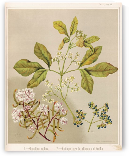 Sarah Featon 006 by IStockHistory com