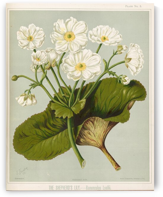 Sarah Featon 033 by IStockHistory com