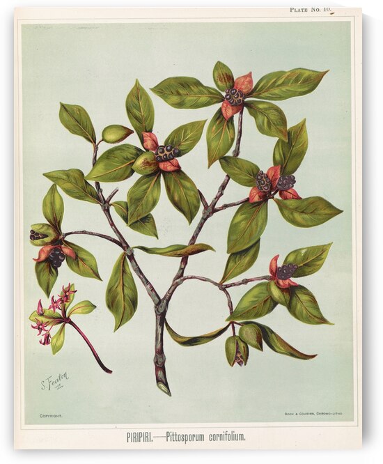 Sarah Featon 027 by IStockHistory com