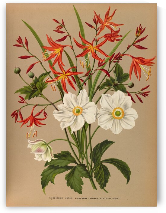 Album van Eeden : Haarlems flora : 1872-1881 by IStockHistory com