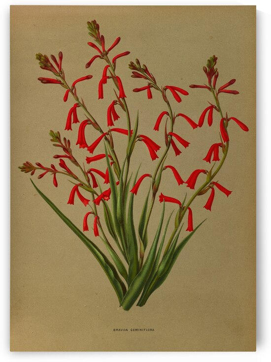 Album van Eeden : Haarlems flora : 1872-1881 by IStockHistory com