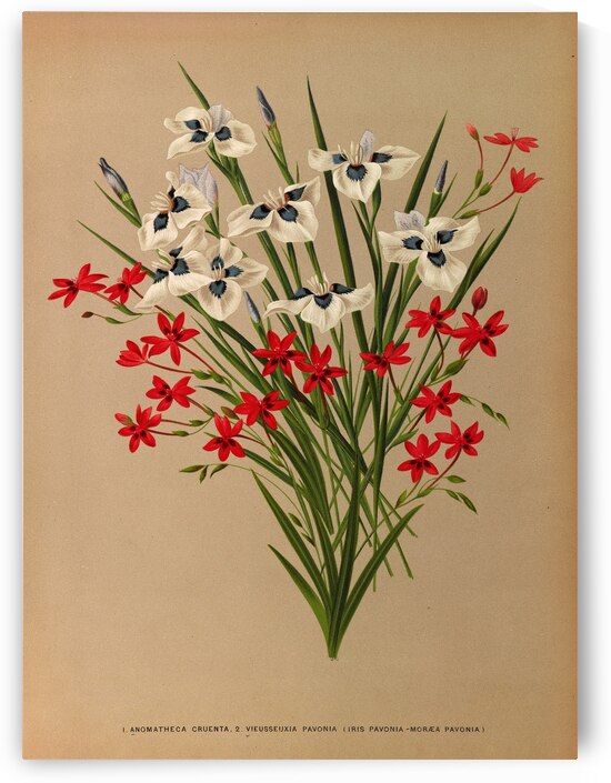 Album van Eeden : Haarlems flora : 1872-1881 by IStockHistory com