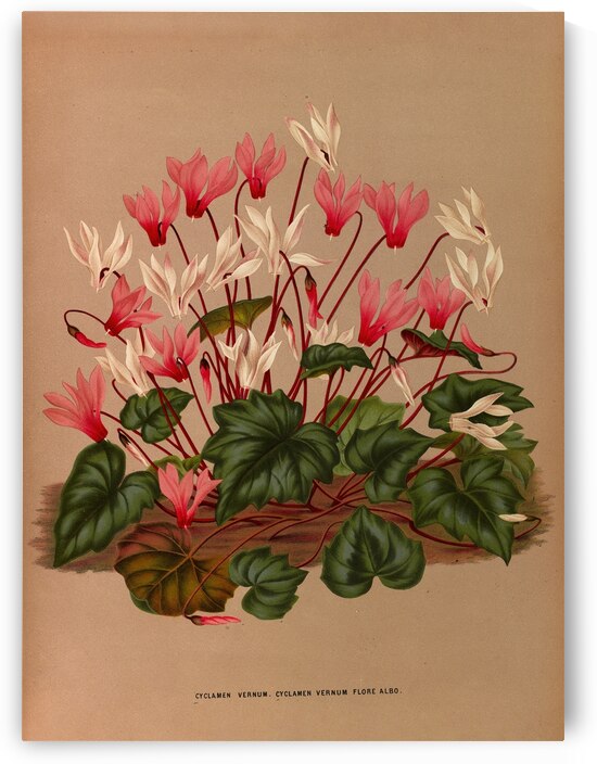Album van Eeden : Haarlems flora : 1872-1881 by IStockHistory com