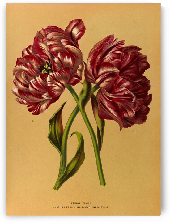 Album van Eeden : Haarlems flora : 1872-1881 by IStockHistory com