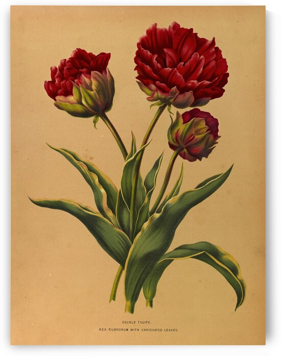 Album van Eeden : Haarlems flora : 1872-1881 by IStockHistory com