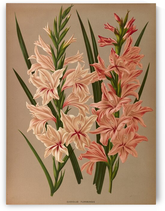 Album van Eeden : Haarlems flora : 1872-1881 by IStockHistory com
