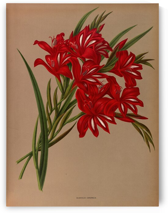 Album van Eeden : Haarlems flora : 1872-1881 by IStockHistory com