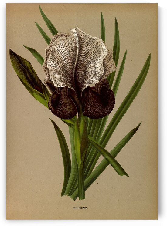 Album van Eeden : Haarlems flora : 1872-1881 by IStockHistory com