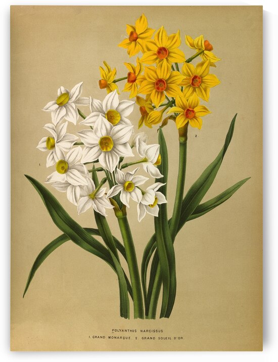 Album van Eeden : Haarlems flora : 1872-1881 by IStockHistory com