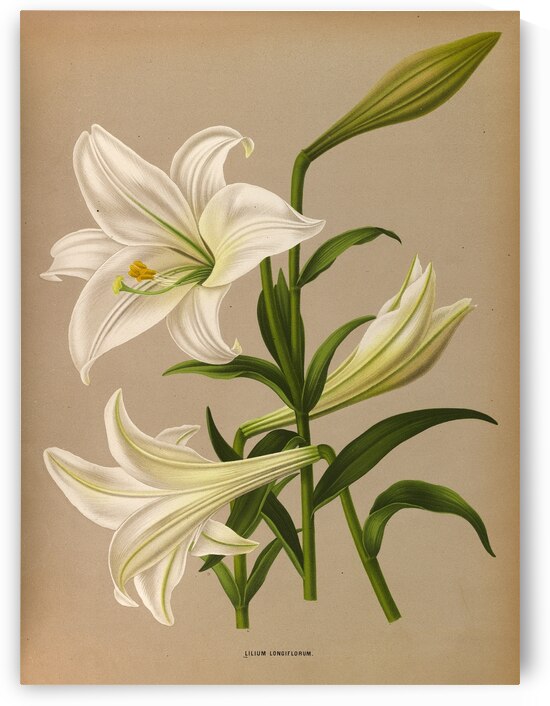 Album van Eeden : Haarlems flora : 1872-1881 by IStockHistory com