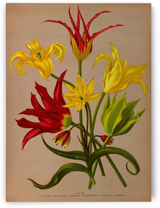 Album van Eeden : Haarlems flora : 1872-1881 by IStockHistory com