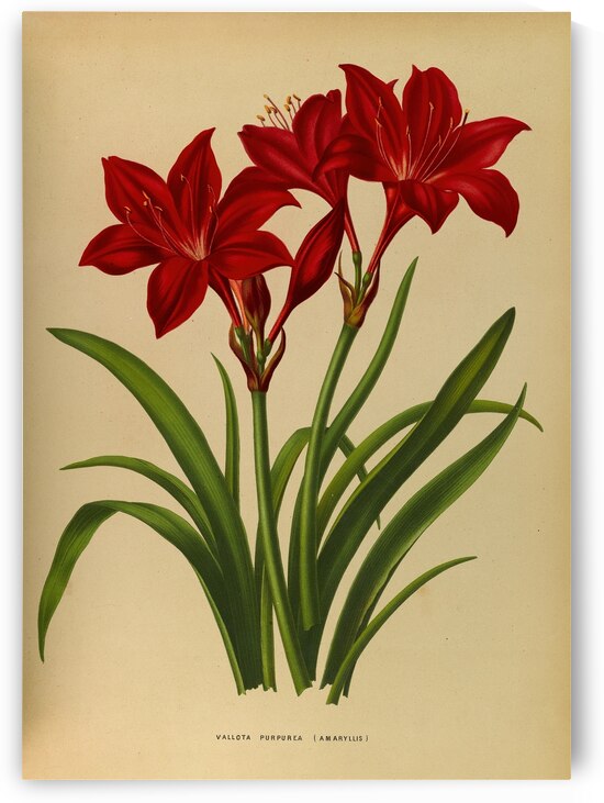 Album van Eeden : Haarlems flora : 1872-1881 by IStockHistory com