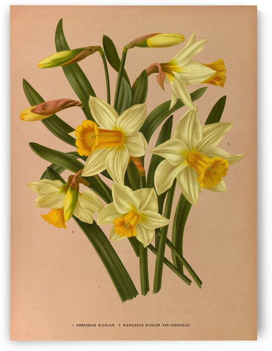 Album van Eeden : Haarlems flora : 1872-1881 by IStockHistory com