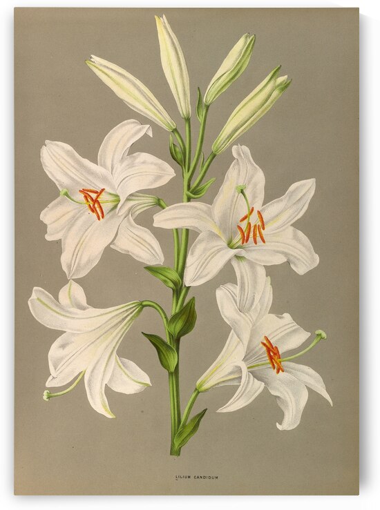 Album van Eeden : Haarlems flora : 1872-1881 by IStockHistory com