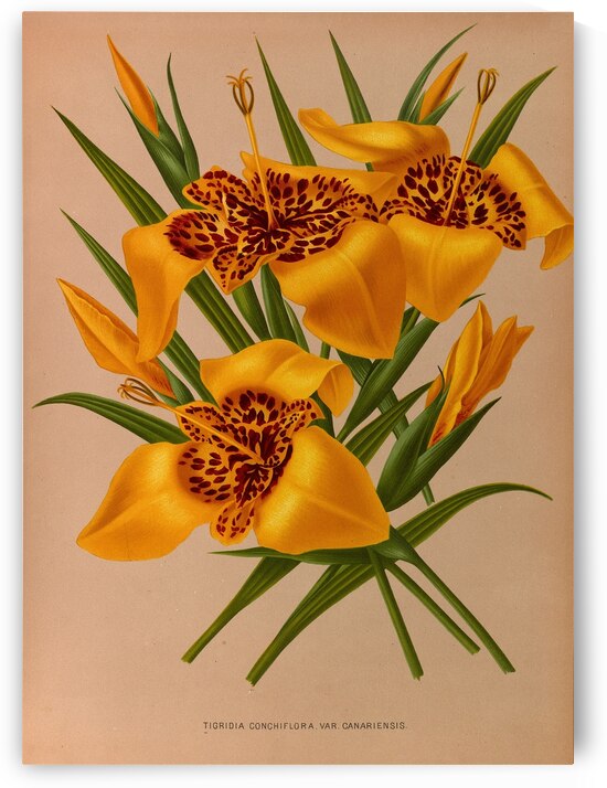 Album van Eeden : Haarlems flora : 1872-1881 by IStockHistory com