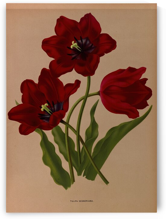 Album van Eeden : Haarlems flora : 1872-1881 by IStockHistory com