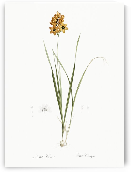 Ixia conica illustration  by IStockHistory com