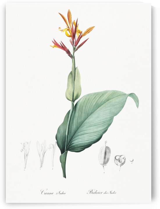 Indian shot illustration  by IStockHistory com