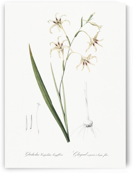 Gladiolus cuspidatus illustration  by IStockHistory com