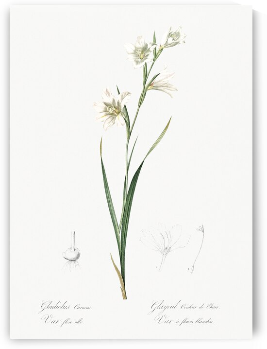 Painted lady illustration  by IStockHistory com