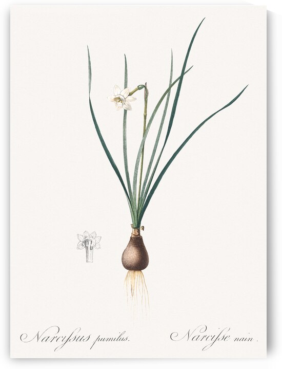 Daffodils illustration  by IStockHistory com