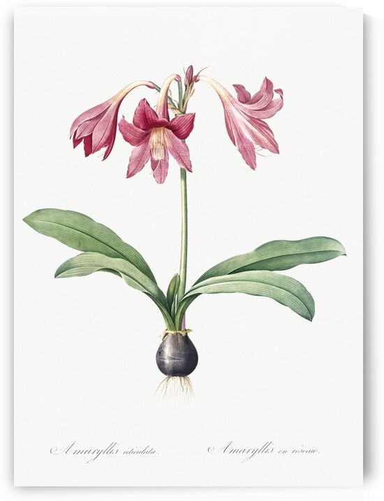 Netted-veined amaryllis illustration  by IStockHistory com